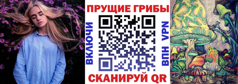 Купить закладки  Сясьстрой  Псилоцибиновые грибы мицелий 